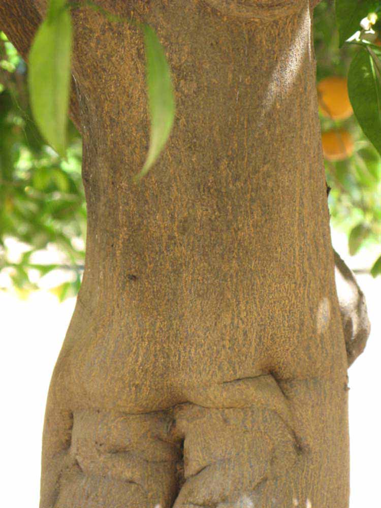            Bark (Riverside, CA)   